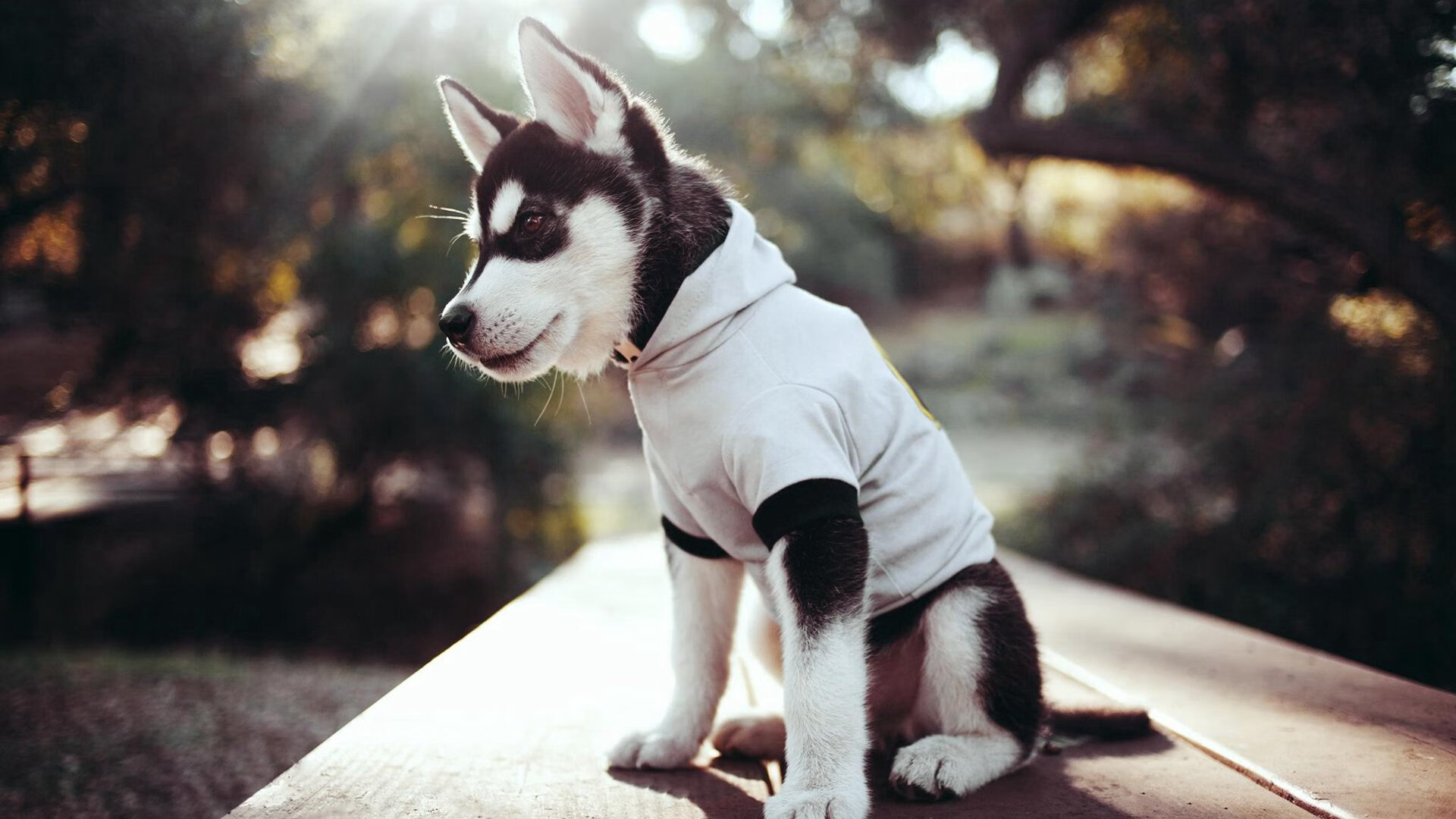 风城利刃出鞘，拉文关键战不手软，公牛力擒黄蜂显峥嵘